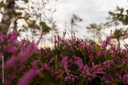heather flowers Calluna and trees in the background swamp in the morning and cloudy sky