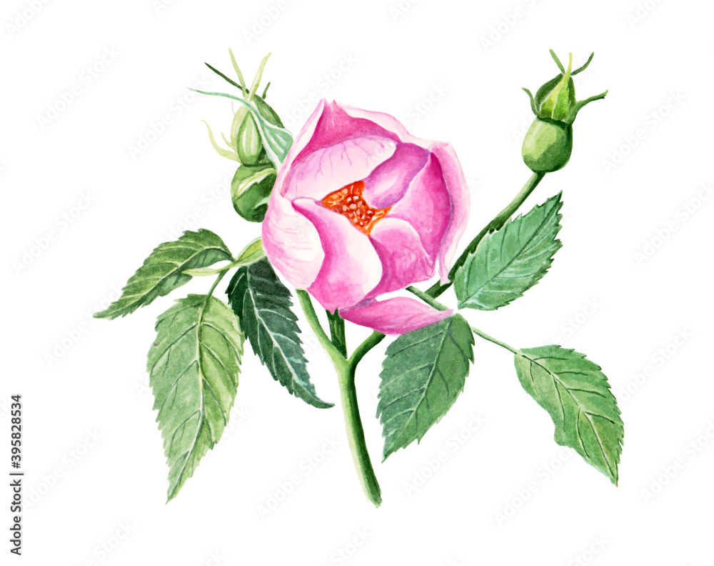 Fototapeta premium Watercolor illustration of pink flower of rose hip with branch and leaves for beautiful design on white isolated background