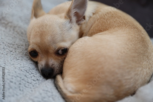 Closeup portrait of small funny beige mini chihuahua dog, puppy, blurred background © tselykh