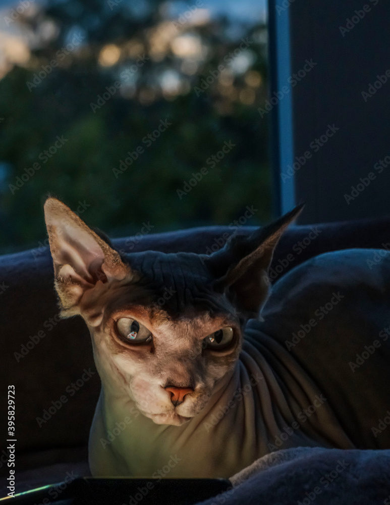 
A beautiful cat of the Sphynx breed sits in the background of a dark window.