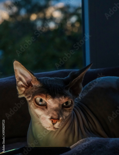  A beautiful cat of the Sphynx breed sits in the background of a dark window.