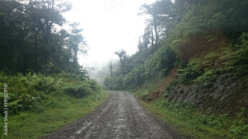 road in the forest