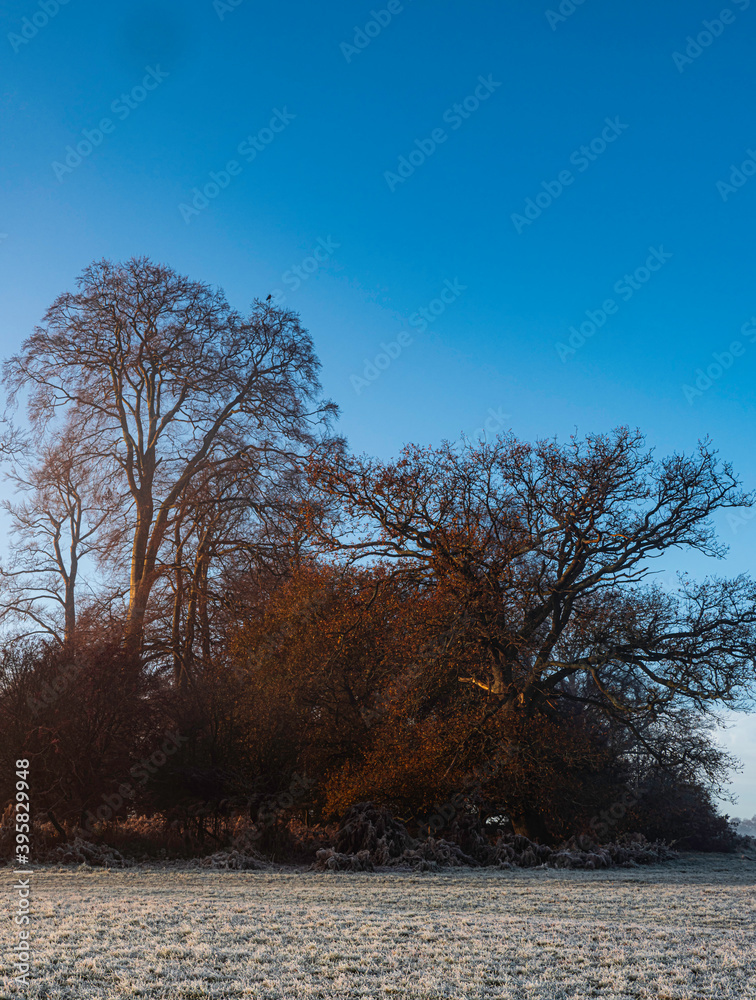 UK - Hertfordshire - Frithsden Copse UK - Hertfordshire - Frithsden Copse