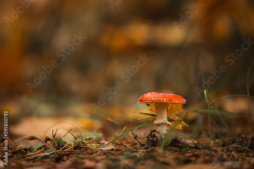 red mushroom in the forest fly agaric poisonous autumn woods fallen leaves yellow