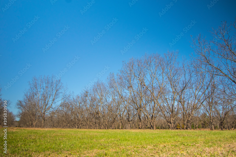 Pecan tree Orchard and green grass in the south during the Fall clear blue sky