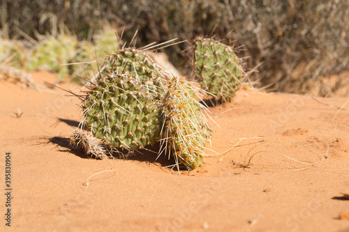 Closeup of plains pricklypears in a desert under the sunlight with a blurry background photo