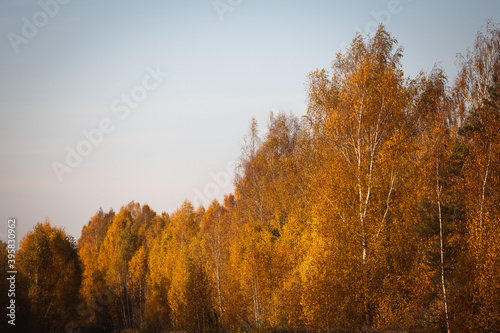 autumn trees in the in the forest, birch trees with yellow leaves blue sky