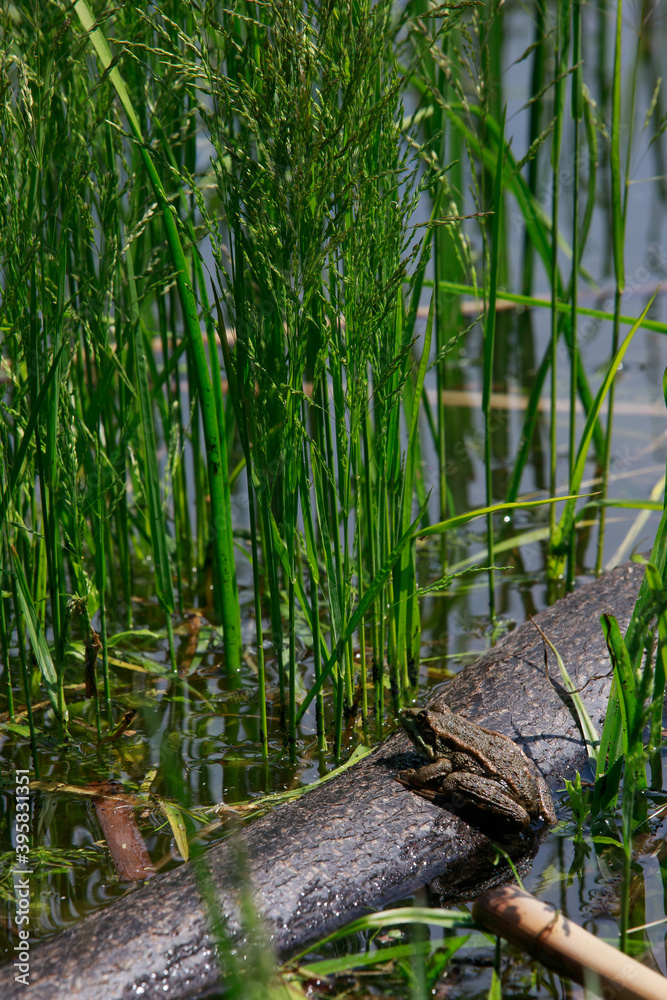 toad in the lake sits on a stick,, the toad looks into the eyes, inflated balls near the eyes, toad in the lake sits on a stick,, the toad looks into the eyes, inflated balls near the eyes,