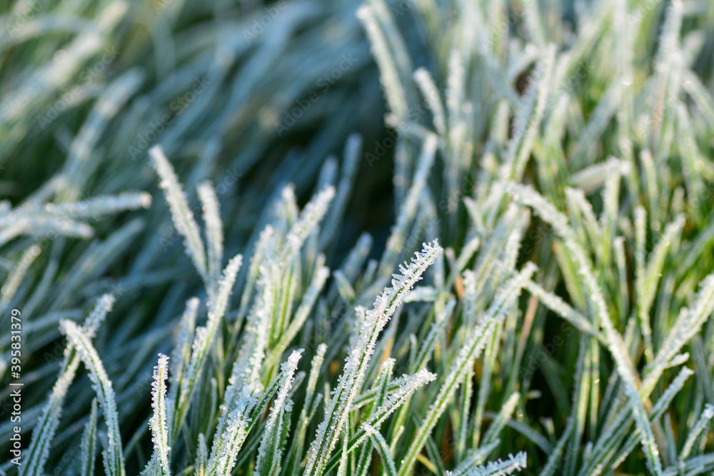 Close up from green grass with hoar frost Close up from green grass with hoar frost
