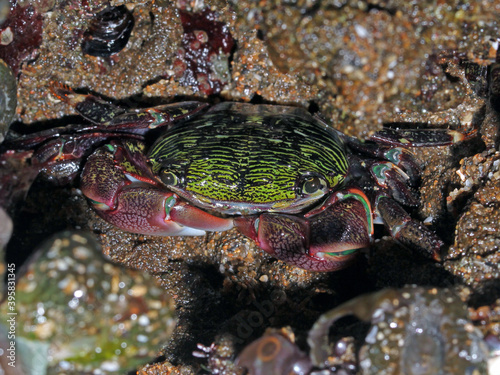 A striped shore crab (Pachygrapsus crassipes) wedged into a protective spot among the rocks above the water line.  photo