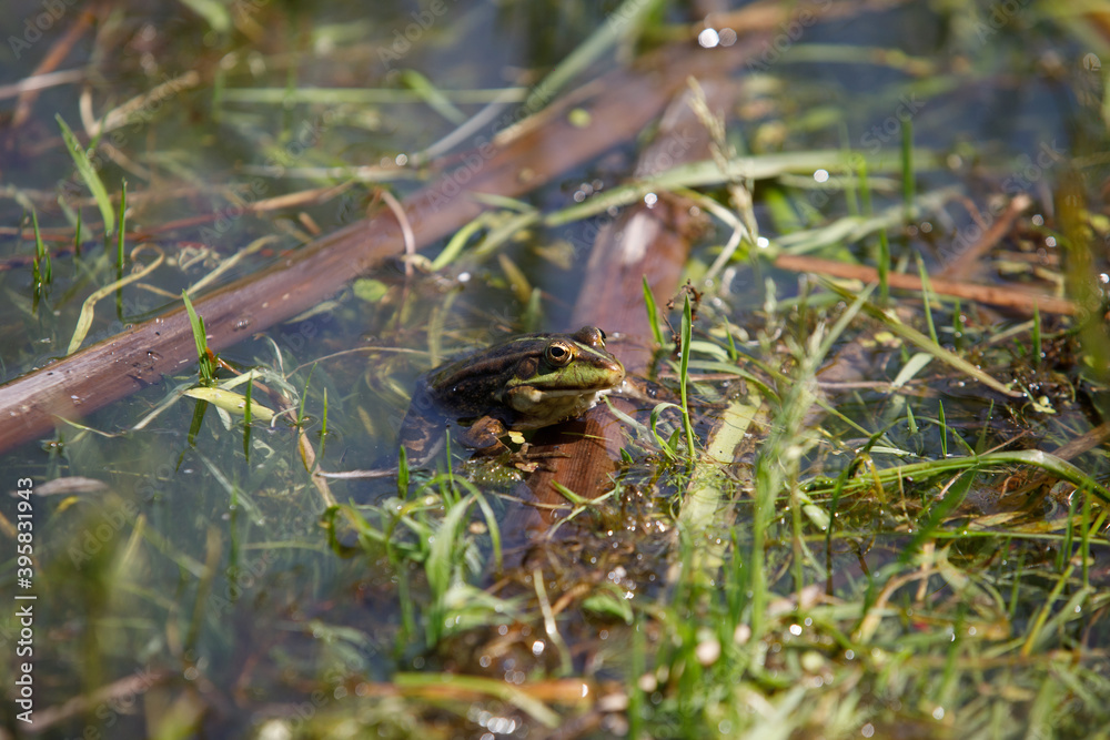 toad in the lake sits on a stick,, the toad looks into the eyes, inflated balls near the eyes, toad in the lake sits on a stick,, the toad looks into the eyes, inflated balls near the eyes,