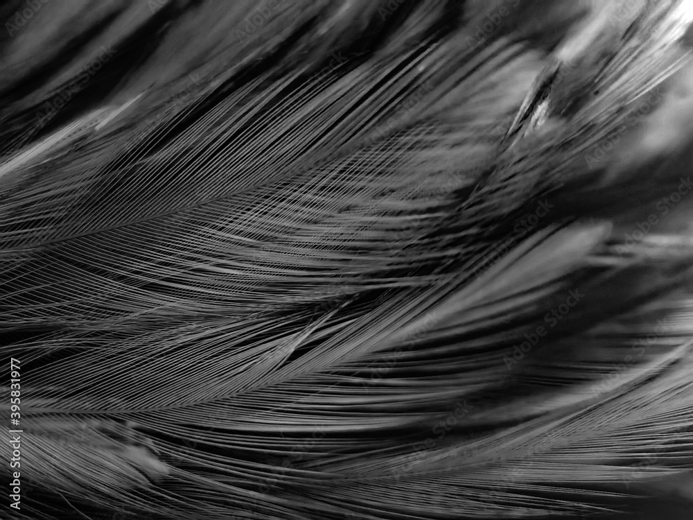 Obraz premium Beautiful abstract black feathers on white background and soft white feather texture on white pattern, dark theme wallpaper, gray feather background, black banners