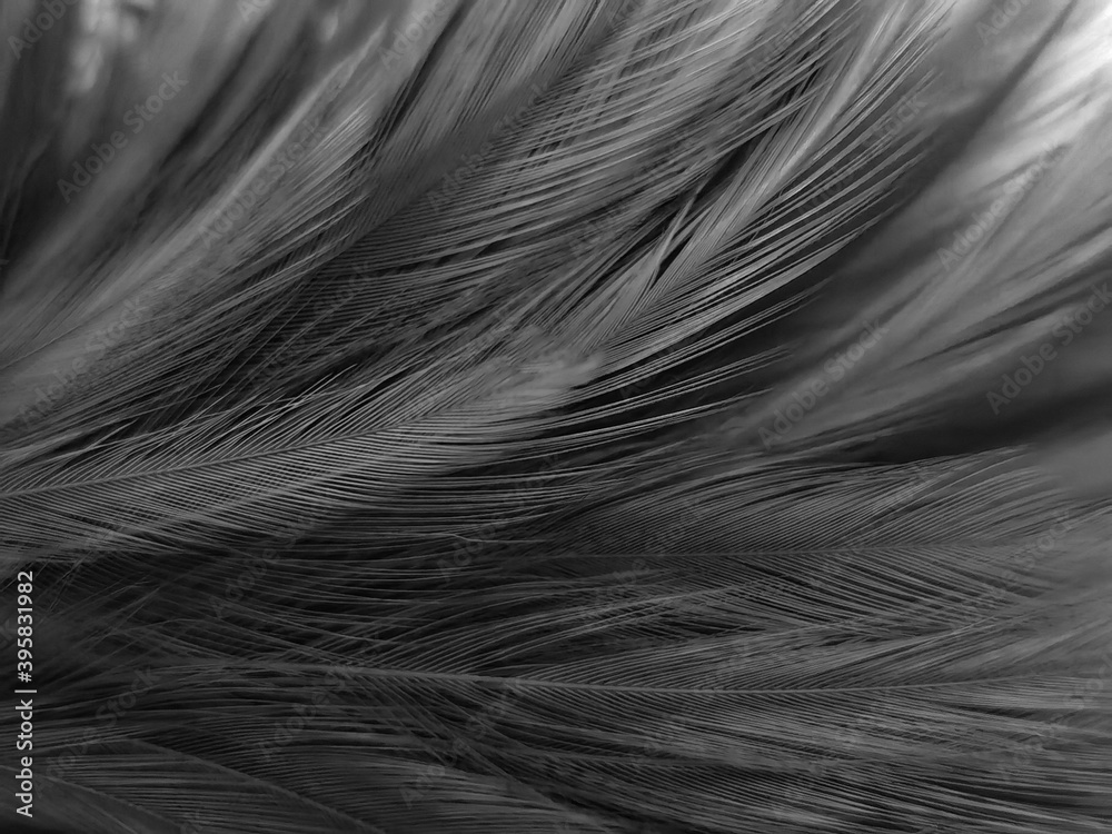 Obraz premium Beautiful abstract black feathers on white background and soft white feather texture on white pattern, dark theme wallpaper, gray feather background, black banners