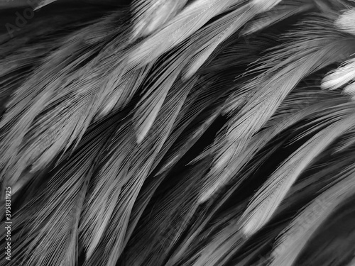 Beautiful abstract black feathers on white background and soft white feather texture on white pattern, dark theme wallpaper, gray feather background, black banners