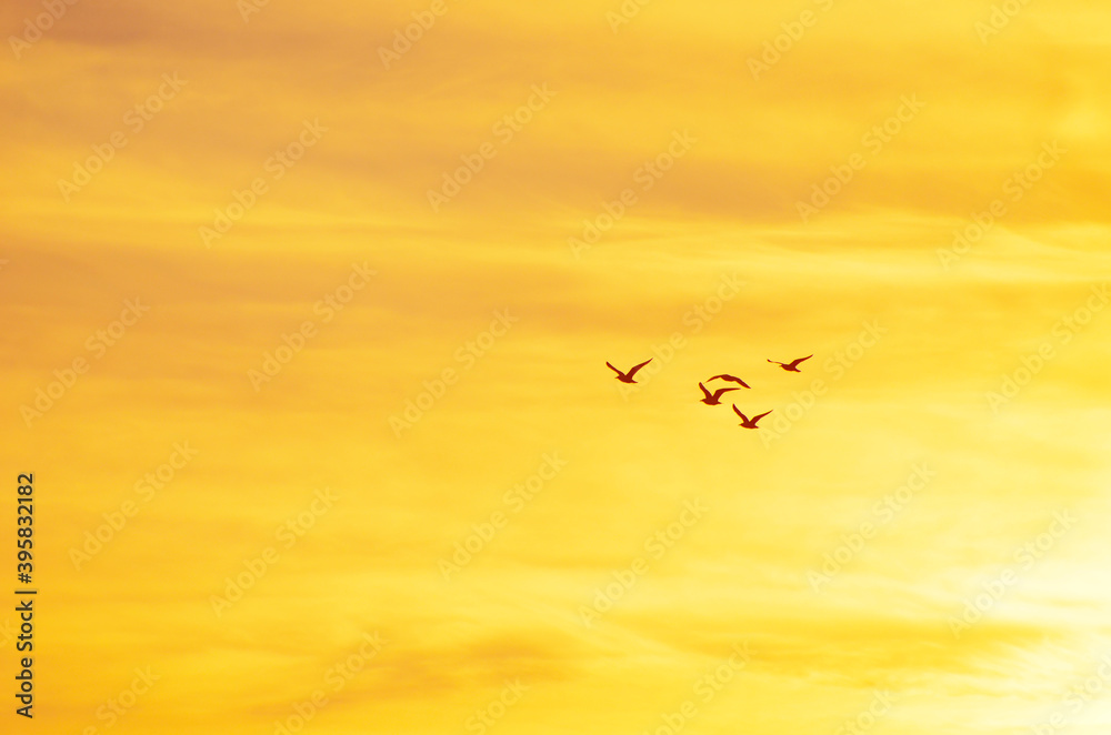 Sea-gulls flying in the sunset golden sky, panoramic photo,nature