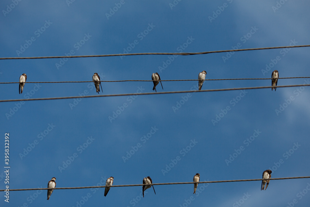 birds sit on wires against the sky birds sit on wires against the sky