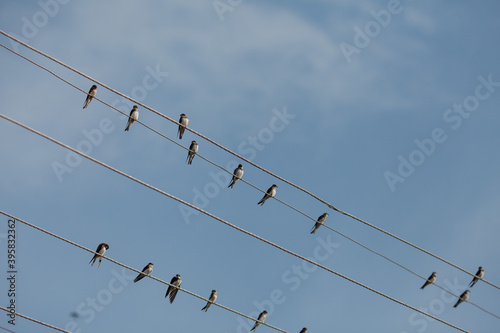 birds sit on wires against the sky
