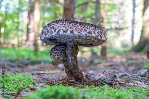 Strobilomyces strobilaceus (old man of the woods) mushroom growing in the woods