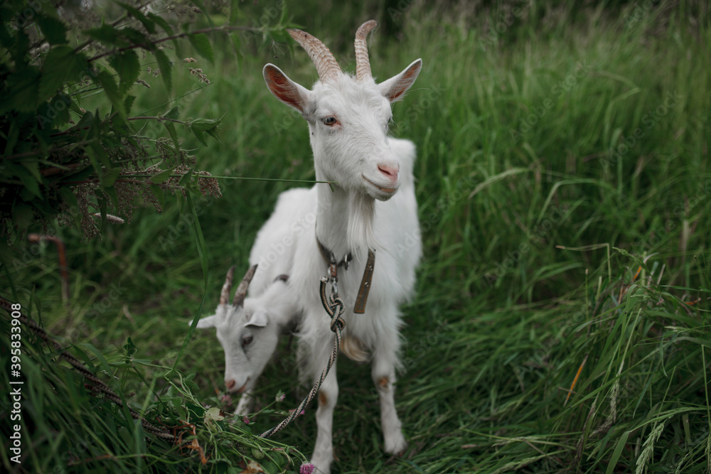 white goat on a background of green grass white goat on a background of green grass