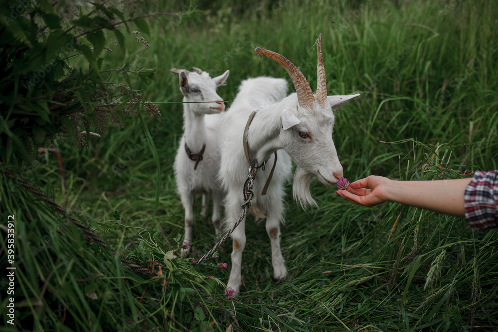 Fototapeta premium white goat on a background of green grass