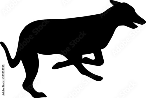 Silhouette of a running Greyhound dog. Agility vector illustration. Image of a relative of a wolf.