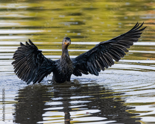 A cormorant shaking off the water of its wings © Alfonso