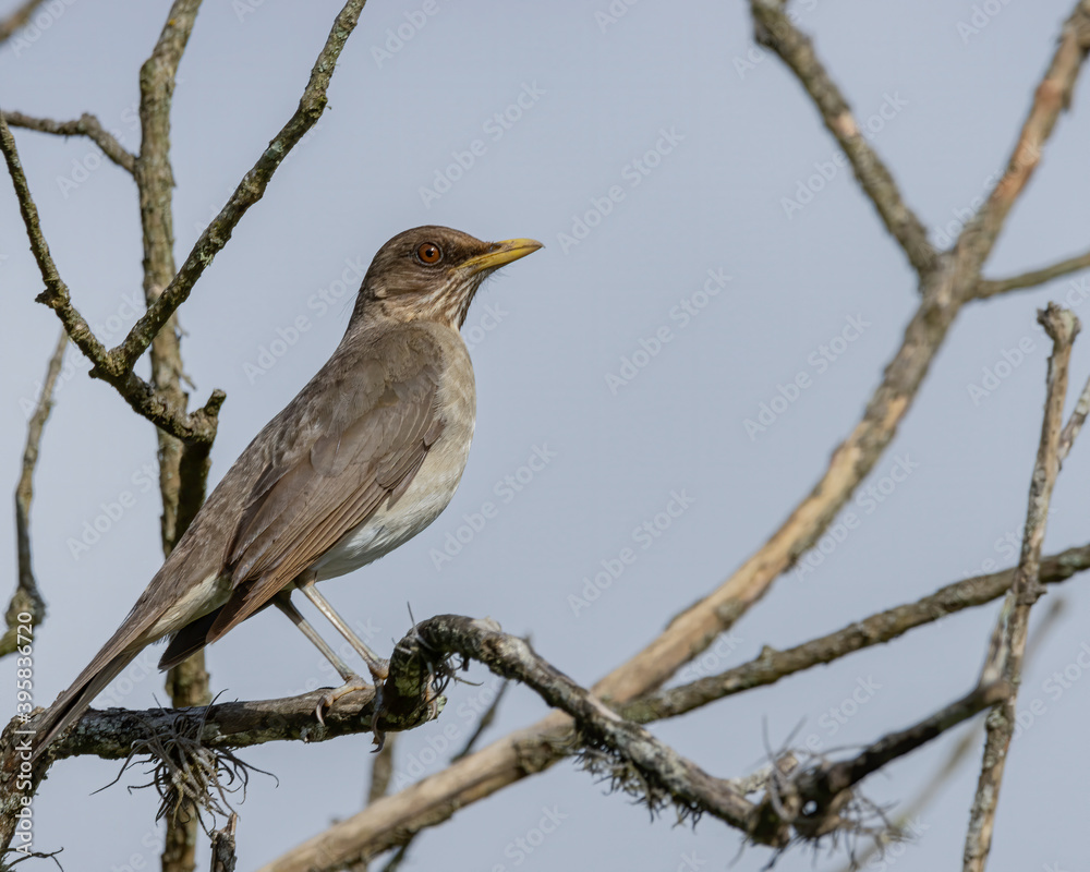 A bird perched on a tree branch A bird perched on a tree branch