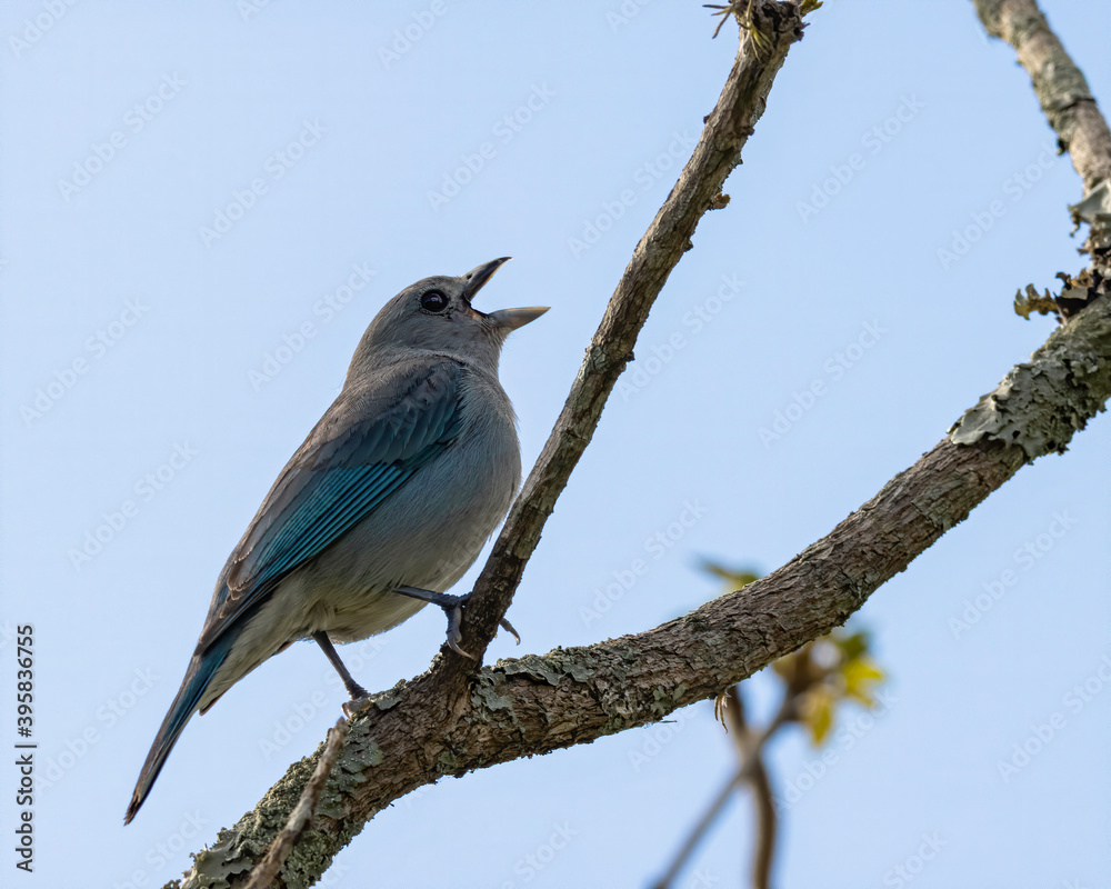 Obraz premium A bird singing perched on a tree branch