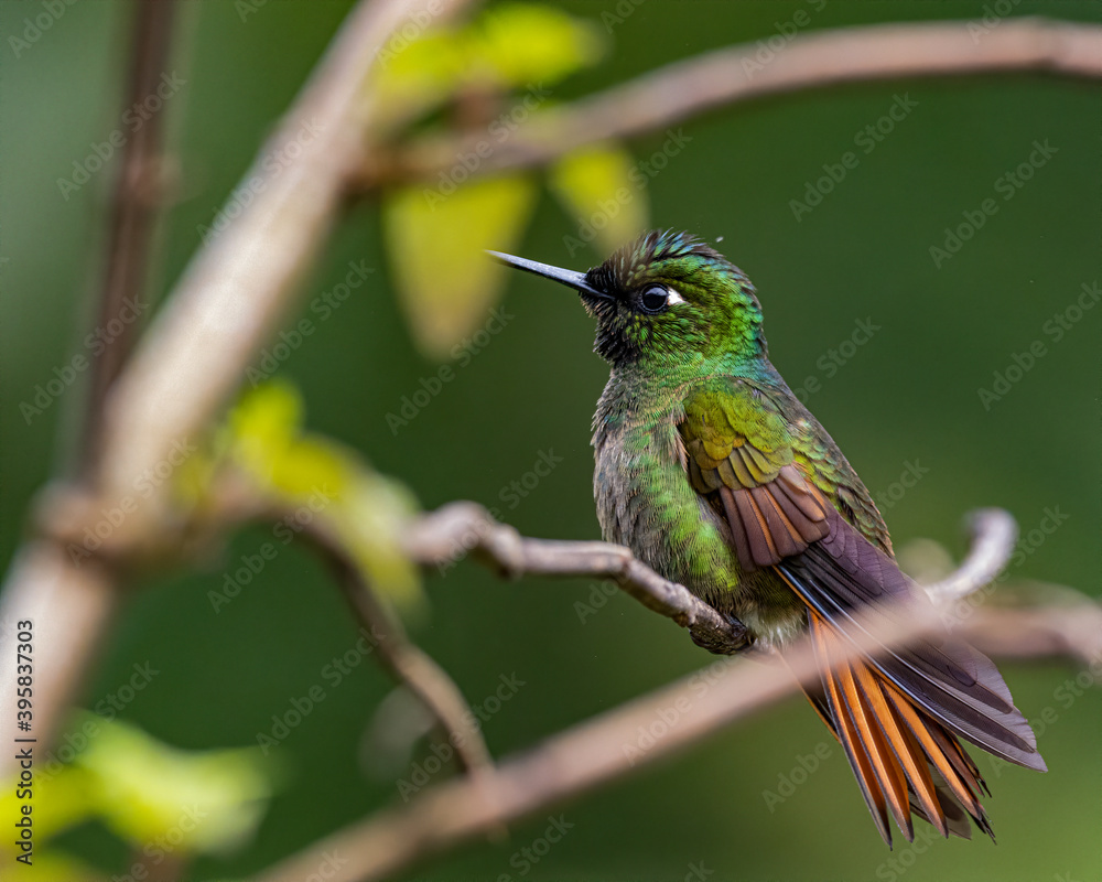 Fototapeta premium A tiny, colorful, hummingbird resting on a tree branch