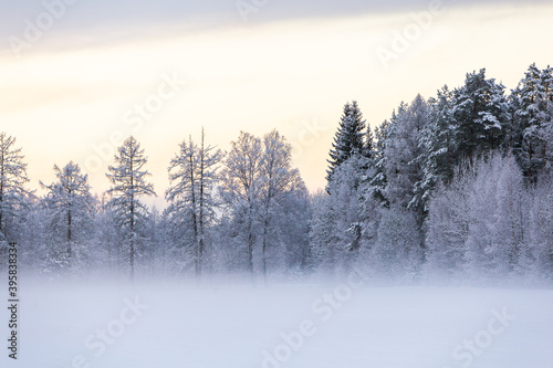 snow covered trees in the forest winter scenery mist fog foggy field © Nauris