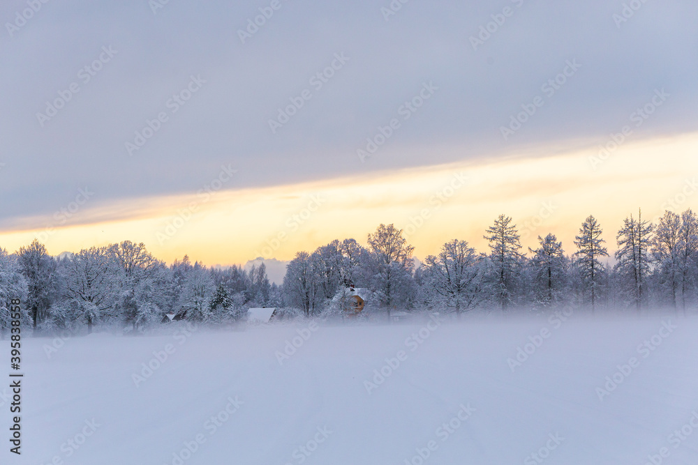 snow covered trees in the forest winter scenery mist fog foggy field snow covered trees in the forest winter scenery mist fog foggy field