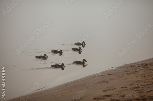 ducks on the river in the fog