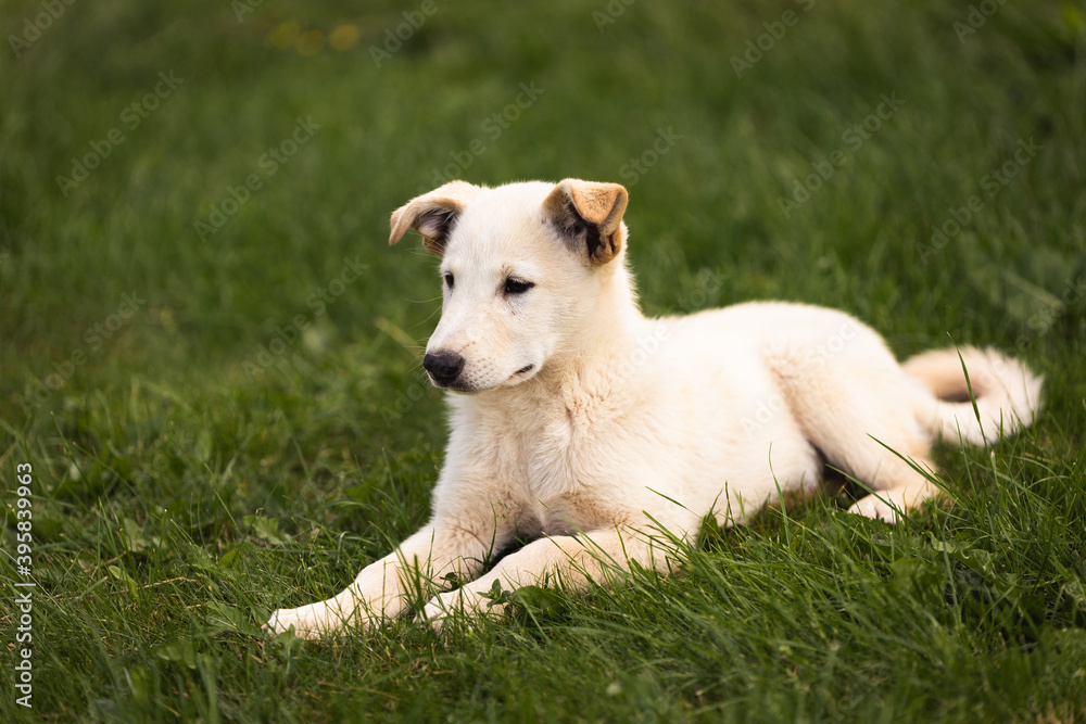 young dog puppy in green grass young dog puppy in green grass