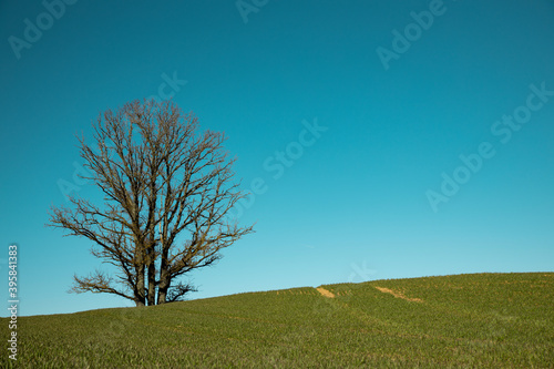lonely tree in ealry spring green grass field and blue sky without any clouds in a sunny day
