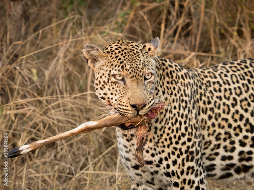 Leopard with impala leg