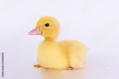 duckling