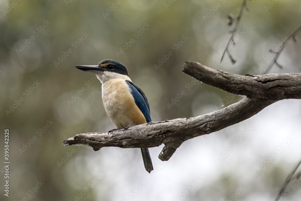 Fototapeta premium Sacred Kingfisher perched on tree branch