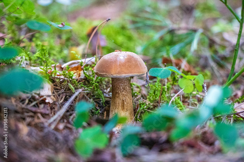 Tylopilus felleus (bitter bolete) growinfgin the woods