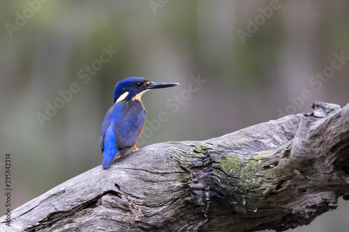Azure Kingfisher perched on log © Ken Griffiths