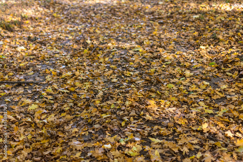 Path in autumn forest Path in autumn forest
