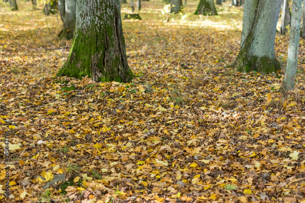 Path in autumn forest Path in autumn forest