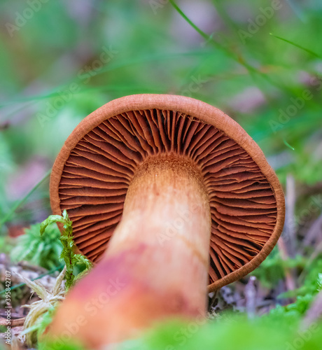 Cortinarius rubellus (deadly webcap) mushroom growing in the woods photo