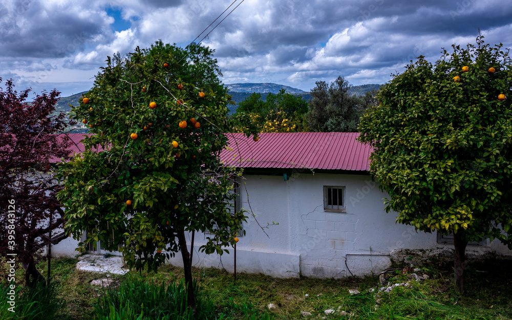 Citrus trees in a small village in the mountainous part of the island of Cyprus in early spring.