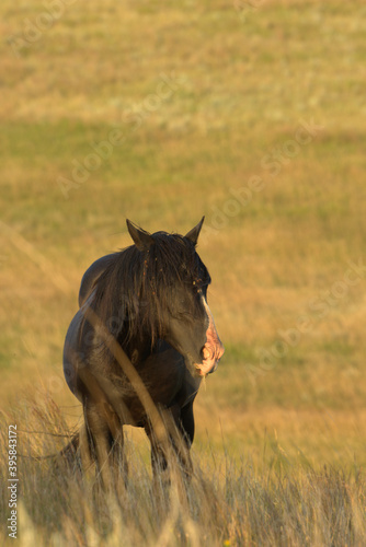 Wild Horses  black stallion