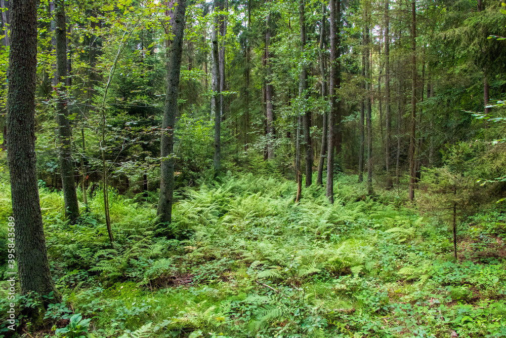 Fototapeta premium Forest landscape in the morning