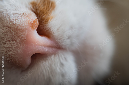 primer plano macro de nariz de gato con macha marrón fuera de foco y  espacio para texto 