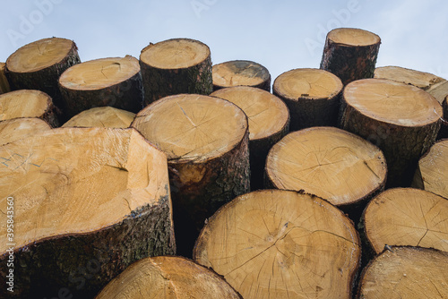 Close up on a heap of timber in a forest in Zlin Region  Czech Republic
