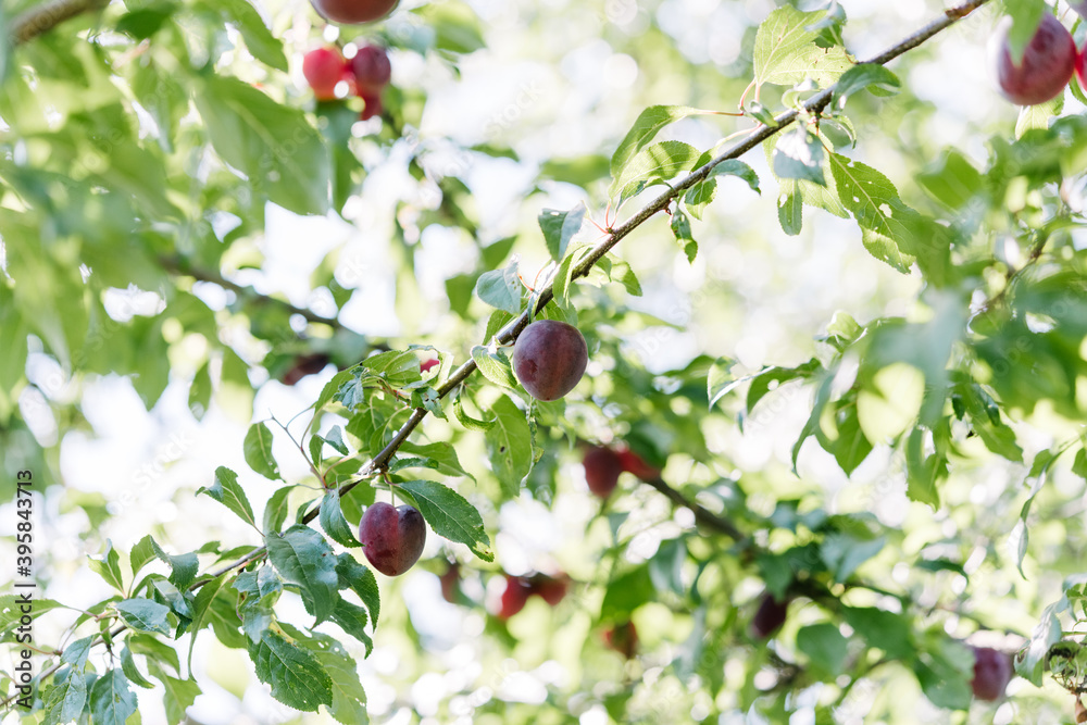 Ripe red plums growing in a plum tree
