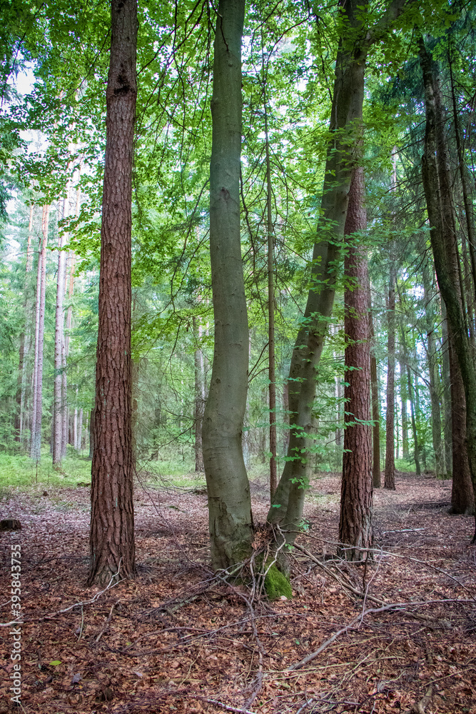 Naklejka premium Trees in the forest