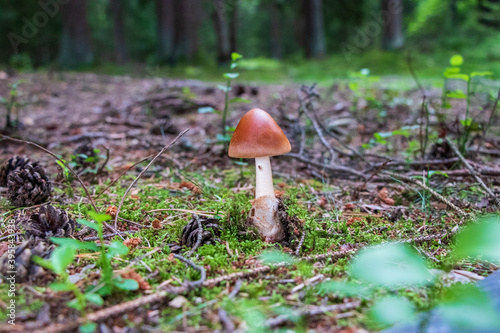 Amanita fulva (tawny grisette) mushroom growing in the woods